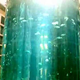Illustration for article titled Aquadom Is Largest Cylindrical Aquarium on the Planet